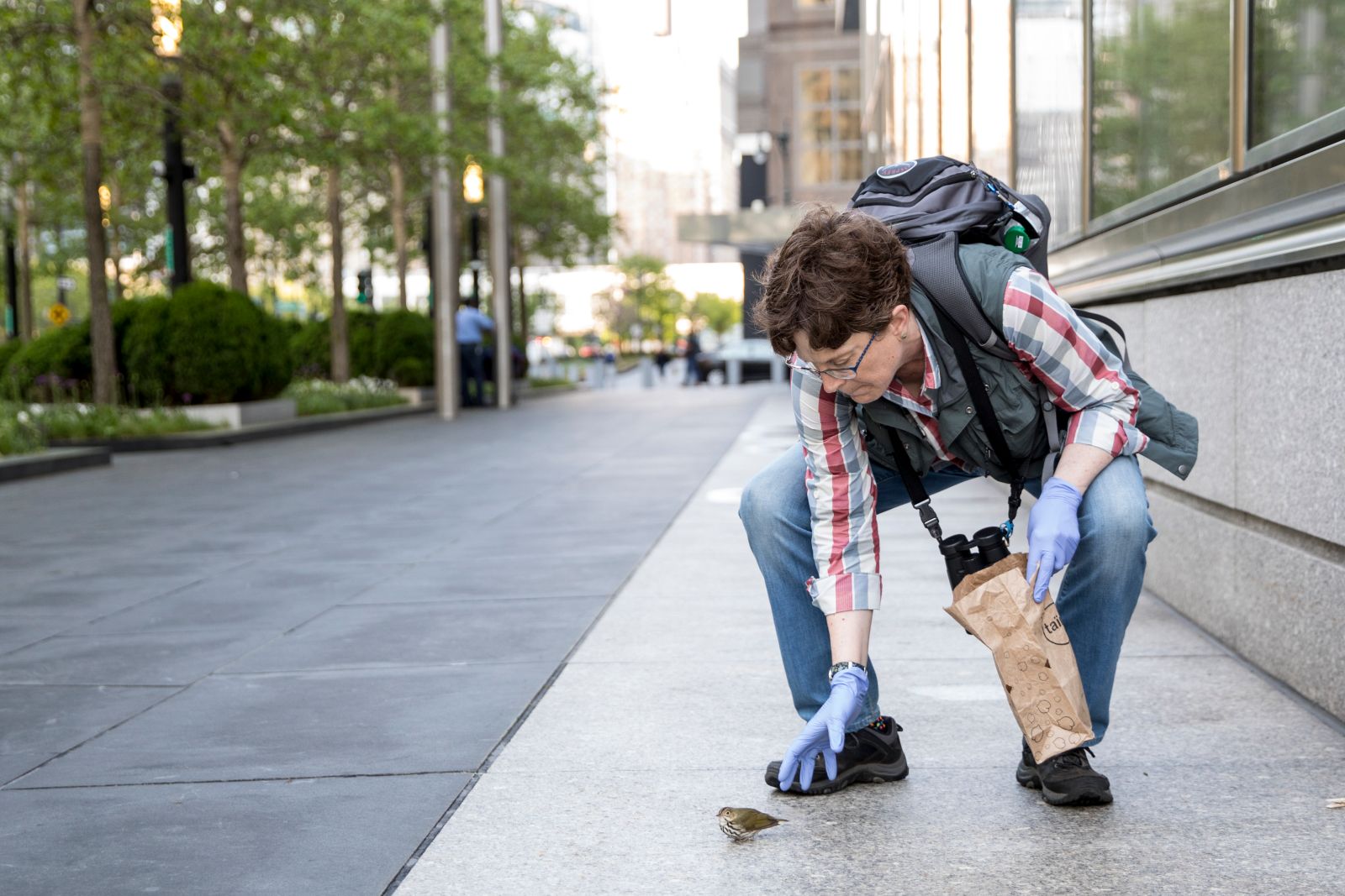 Project Safe Flight volunteer picks up injured bird during route in Spring 2018. Photo: Sophie Butcher