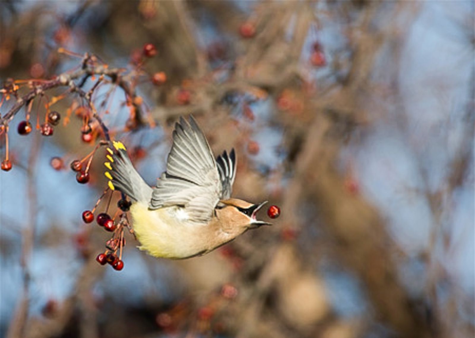 Cedar Waxwing - John Larson, Audubon Photography Awards