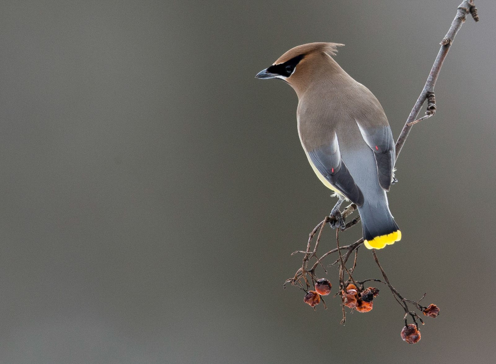 Cedar Waxwing - Arni Stinnissen, Audubon Photography Awards