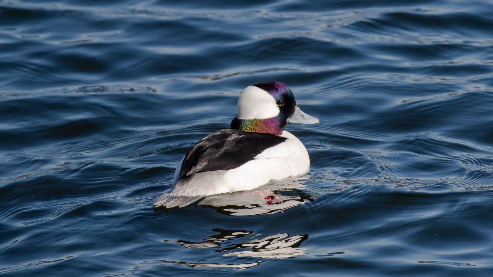 Photo: a male Bufflehead. Credit: Ryan F. Mandelbaum