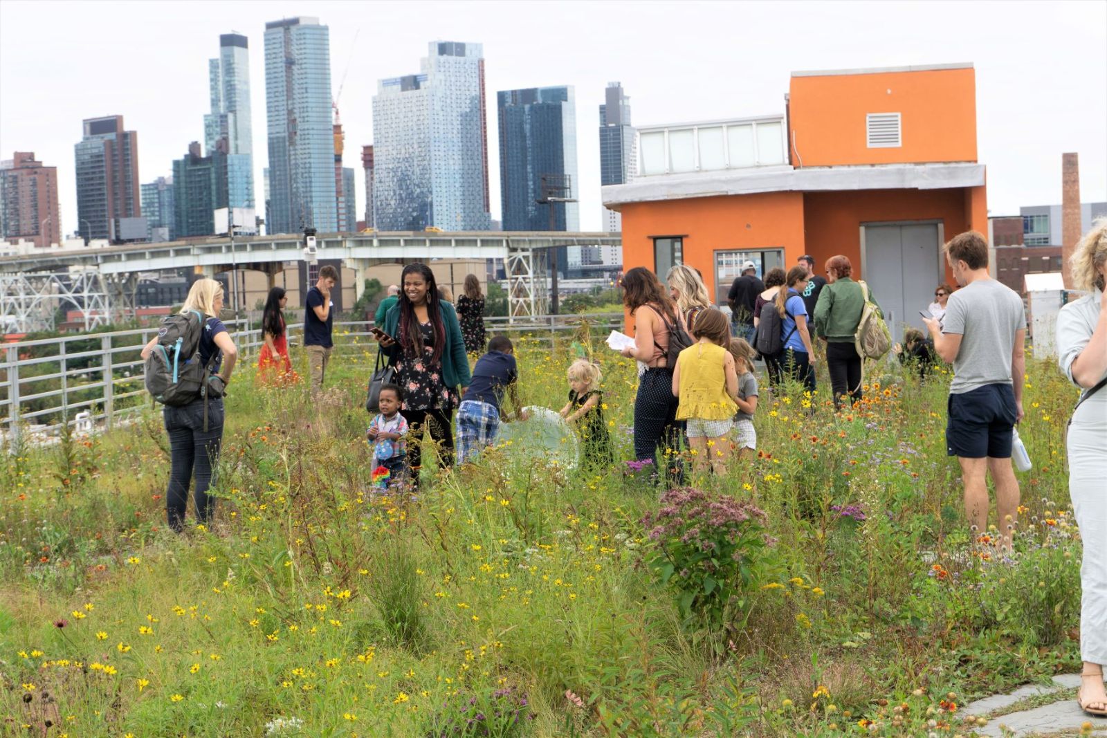 Kingsland Wildflowers at Broadway Stages. Photo: NYC Audubon