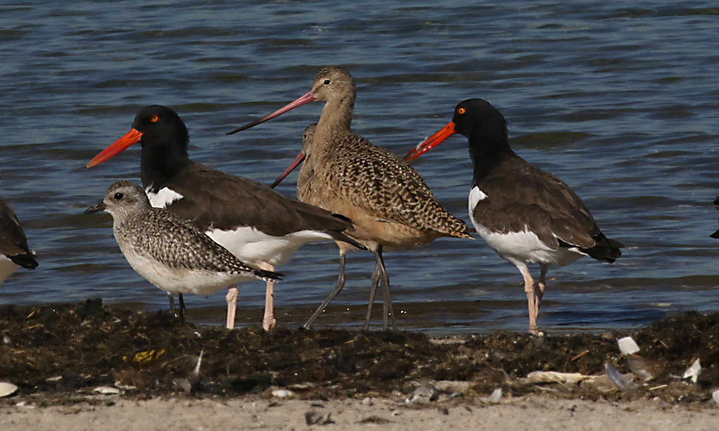 Black-bellied Plover, American Oystercatcher, and Marbled Godwit. Photo: Don Riepe