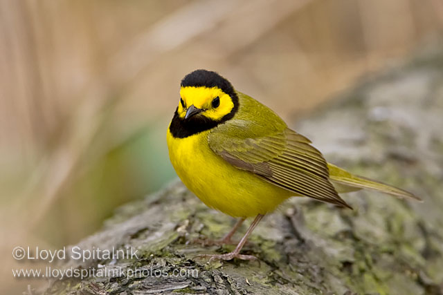 Hooded Warbler. Photo: Lloyd Spitalnik