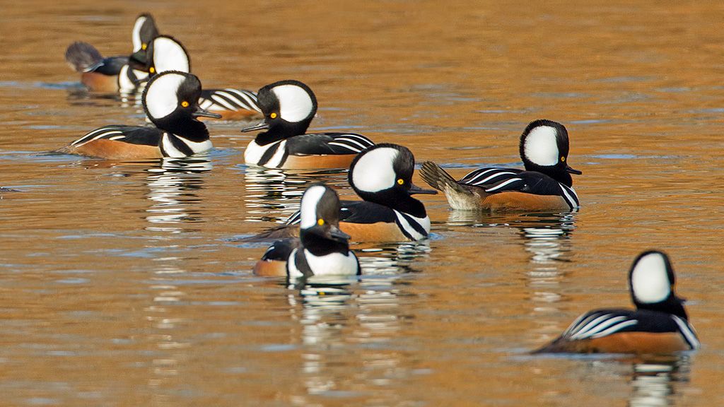 Photo: a cluster of male Hooded Mergansers. Credit: Lloyd Spitalnik