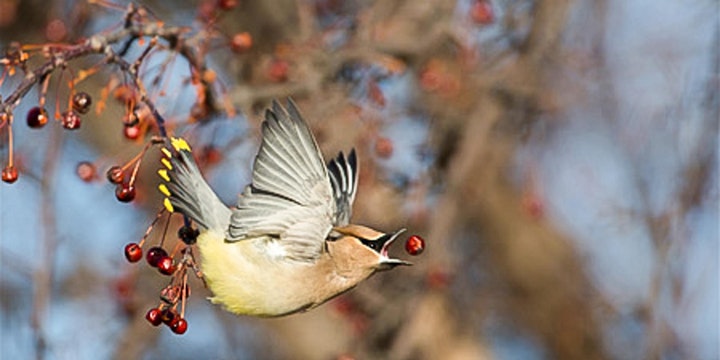 Cedar Waxwing