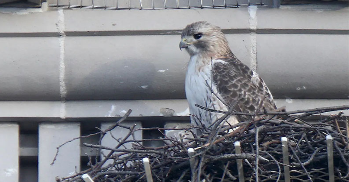 Pale Male. Photo: D Bruce Yolton